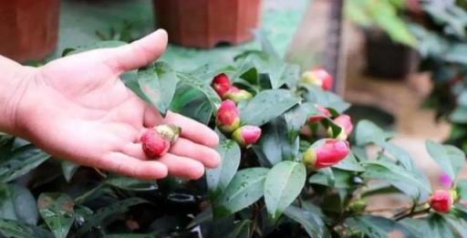 沾水就會黃葉、爛花苞的8種花，空氣再幹也別噴水、淋雨