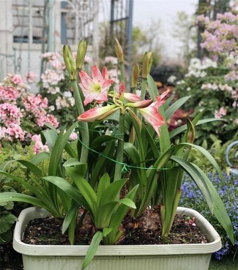 養朱頂紅，有一個「訣竅」，一盆能開「好多朵」，又大又美又豔