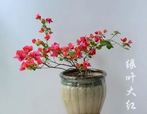 三角梅總不開花？看看是不是「買錯」品種了，這幾個品種很難開花