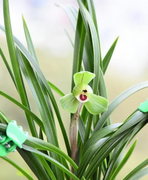 老人適合養「4種花」，非常好養，花多色豔，代表幸福長壽歡樂