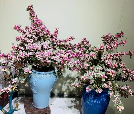 年關買花要當心，6種花已進入「黑名單」，養著不吉利，建議別買