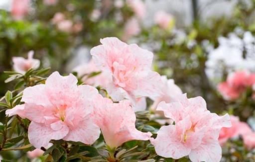 曾經「紅極一時」的杜鵑花，為何現在很少有人養，原因很簡單