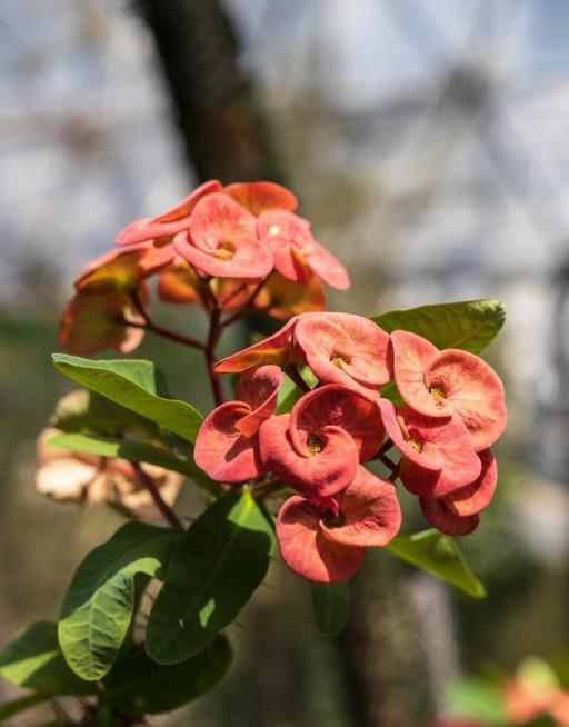 年關買花要當心，6種花已進入「黑名單」，養著不吉利，建議別買