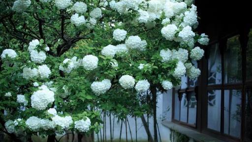 家裡有個小院子，定要養棵中華木繡球，花色潔白又高階，值得擁有