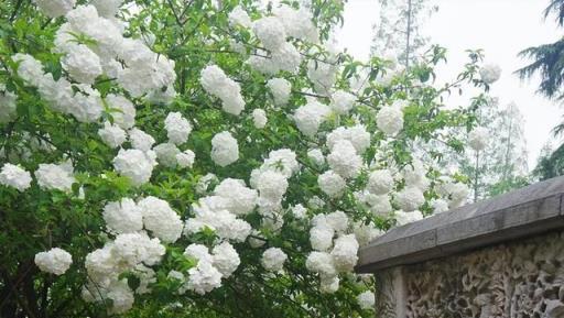 家裡有個小院子，定要養棵中華木繡球，花色潔白又高階，值得擁有