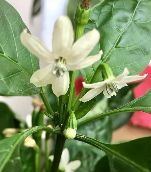 春天陽臺種「一盆它」，一年四季有菜吃，比花好養好看，太實用了