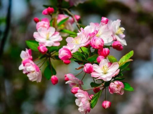 「五花養在家，不富也會發」，俗語說的好！你知道是哪5種花嗎？