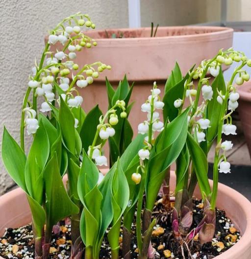 100種「吉祥花」，擺在客廳寓意好，越養，家越旺，人越美