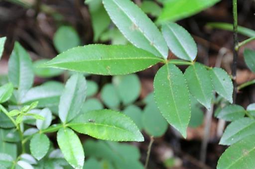 人稱「胃痛草」，有花椒的清香，如今格外珍貴，你能遇到建議挖走