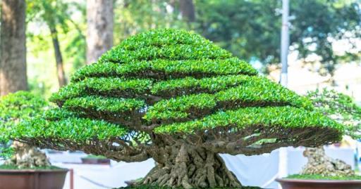 俗話說「窮栽草，富種樹」，6種很有「錢景」的樹，小投入大回報