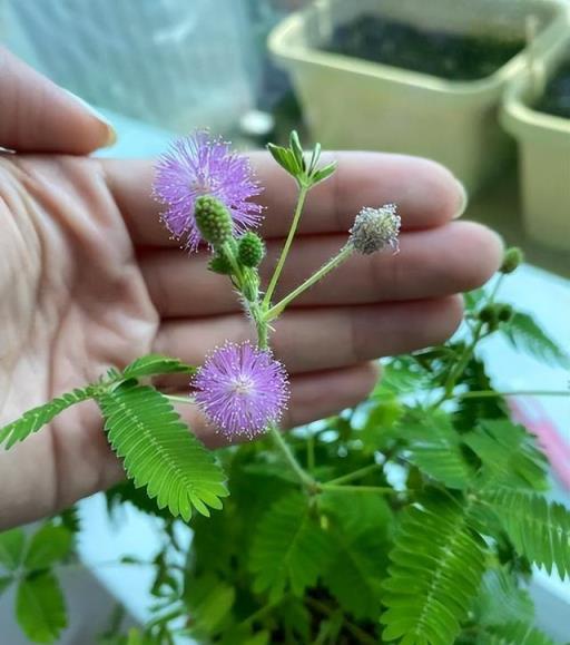 「毒花」進家門，花旺人不旺！家裡若有，別忽視，一定早早丟出去