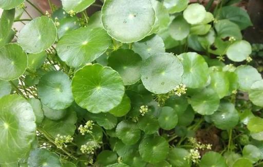 開春這樣養「銅錢草」，葉子綠油油大又圓，長得到處都是，財運旺