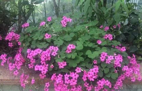 5種花天生「富貴命」用大盆，大肥大水大太陽，才能越長越好