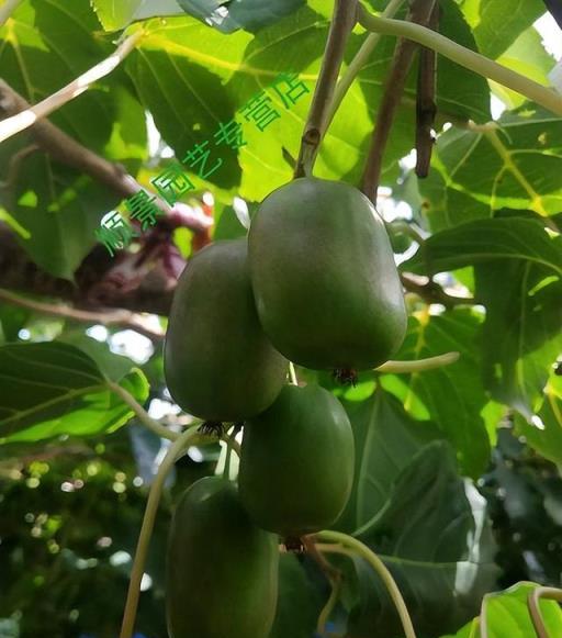 陽臺也能種植的3種水果，皮實好養耐寒又耐熱，長出果子真美味