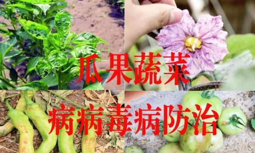 瓜果蔬菜病毒病如何防治？掌握原因症狀，記住傳播途徑和防治技巧