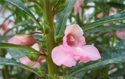 家裡有院子，8種「無賴花」不要種，沾土就氾濫，年年除不完