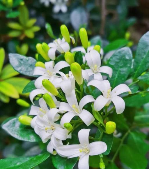 5種「香水花」，花香堪比香水，陽臺養一盆，隨時可以聞到花香