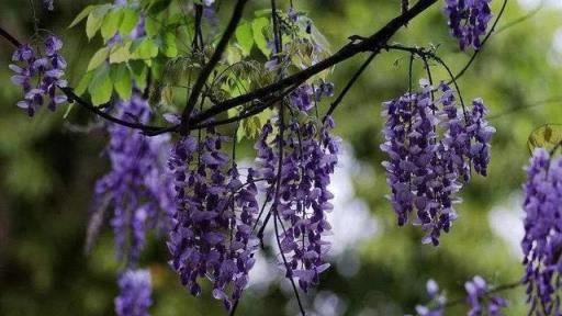 別小看5種藤本花，養好了，院子變「花園」，一棵就能長一片