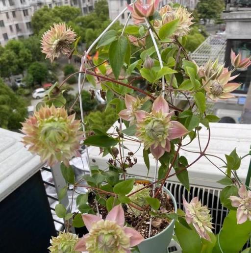 兩廣福建養鐵線蓮，就選「晝天使」，耐熱皮實，顏值高、豐花勤花