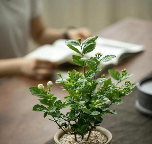 3種花是「酒鬼」，一喝酒就瘋長，春天補一補，旺盛一整年