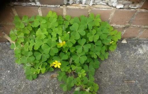 家裡有院子，8種「無賴花」不要種，沾土就氾濫，年年除不完