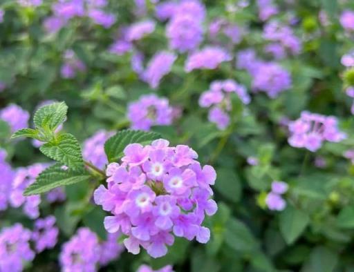 家裡禁養4種花，順養越「不順心」，是過來人的「經驗和教訓」！