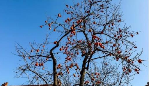 院子裡有這「9種樹」，大多「非富即貴」，生活差不到哪裡去