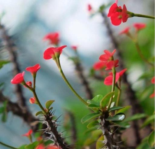 家人身體差，遠離「5種敗運花」，家裡若有移出去，有好處