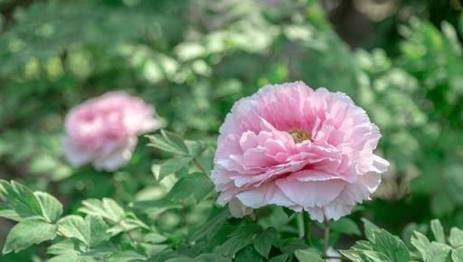 4月養牡丹，學會3多1少，穀雨開滿「富貴花」