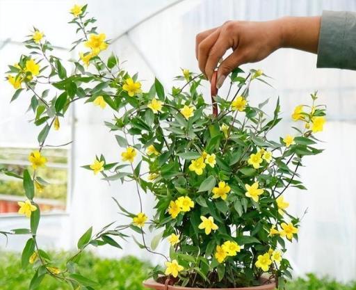 家人身體差，遠離「5種敗運花」，家裡若有移出去，有好處