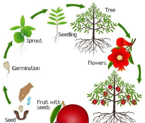 植物真能影響氣運？「院中有五樹，子孫一直富」，說的是哪些樹？