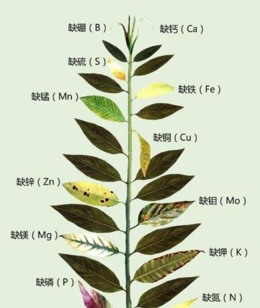 看圖辨別植物營養缺乏症