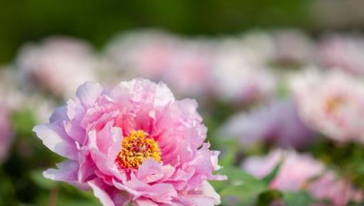 4月養牡丹，學會3多1少，穀雨開滿「富貴花」