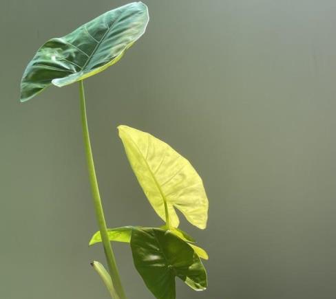 「毒花養在家，花旺人不旺」，有毒花真的不能在家養？說說大實話