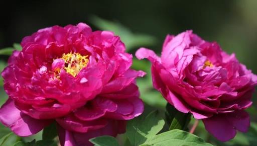 4月養牡丹，學會3多1少，穀雨開滿「富貴花」