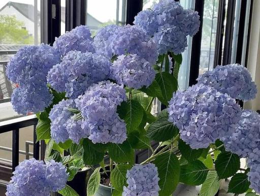 養花達人推薦，5種「廢水」讓植物葉茂花繁