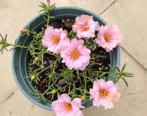 春天養什麼花？就養一盆它，簡單好養開花多，花色豐富能開大半年