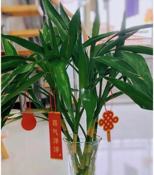 家裡養花，就選「6種」，旺盛好養，富貴招財，福氣財氣都來了