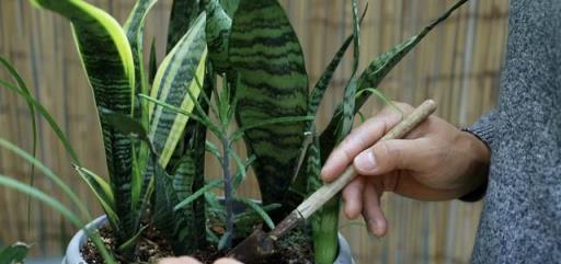 虎皮蘭是出名的「懶人植物」，但這3個「弱點」，你必須要知道