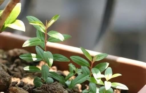 水果裡的「小種子」，放盆裡，30天變盆栽，漂亮茂盛，不用買盆景