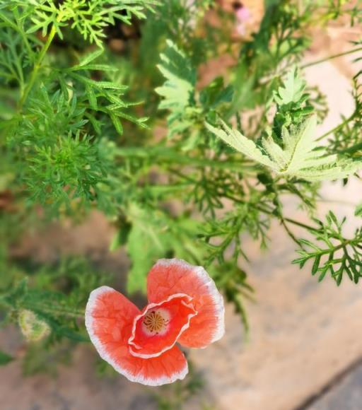 虞美人種植和養護要點