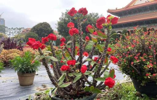 3種「漏財花」養在家裡，再勤快也難致富，越養越窮