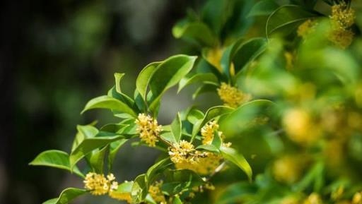 財神爺最愛的3種「發財花」，隨便養一棵在家裡，生活越過越富有