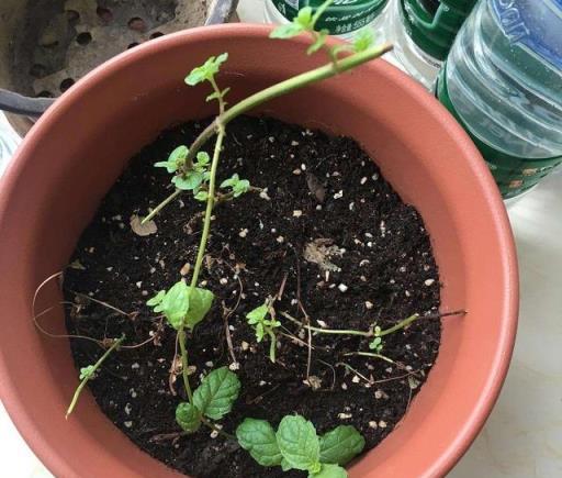 薄荷要「這樣養」，枝葉更繁茂，長勢更快更好，迅速長滿一大盆