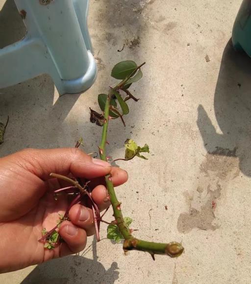 用盆栽植物的枝條或莖，快速扦插繁殖，幾周後獲得新盆栽