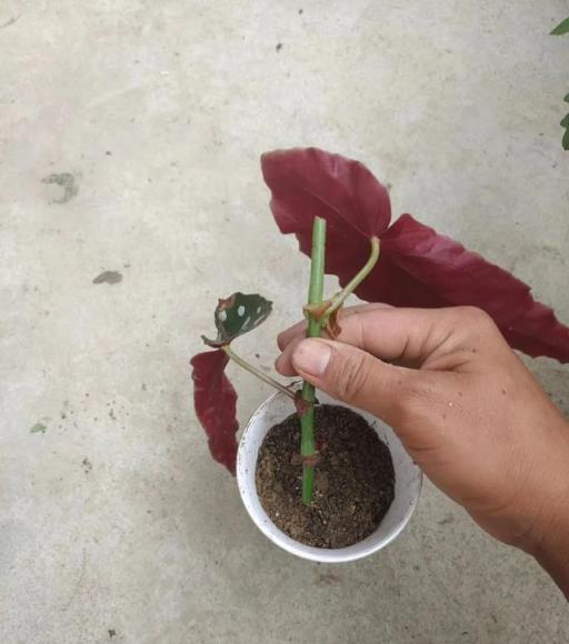 用盆栽植物的枝條或莖，快速扦插繁殖，幾周後獲得新盆栽