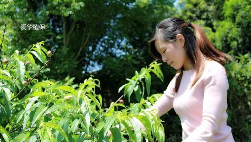 李樹、桃樹等果樹遭遇蚧殼蟲，如何從根源上解決問題