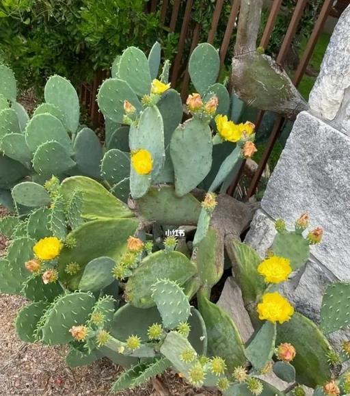 不會養花也要養棵仙人掌，霸氣十足還能綻放層疊群花，養成傳家寶