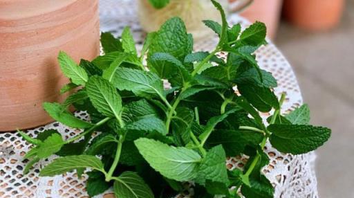 薄荷要「這樣養」，枝葉更繁茂，長勢更快更好，迅速長滿一大盆