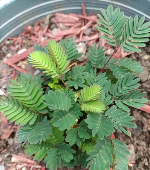 室內養花安全須知，避免臥室擺放的有害植物